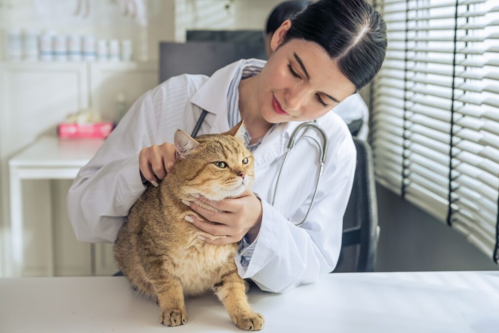 Cat emergency care at a vet clinic