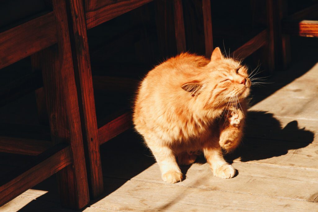 Cat flea treatment in West Kelowna 