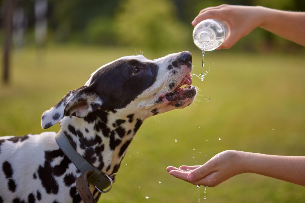 Dehydrated dog showing symptoms of dehydration in dogs
