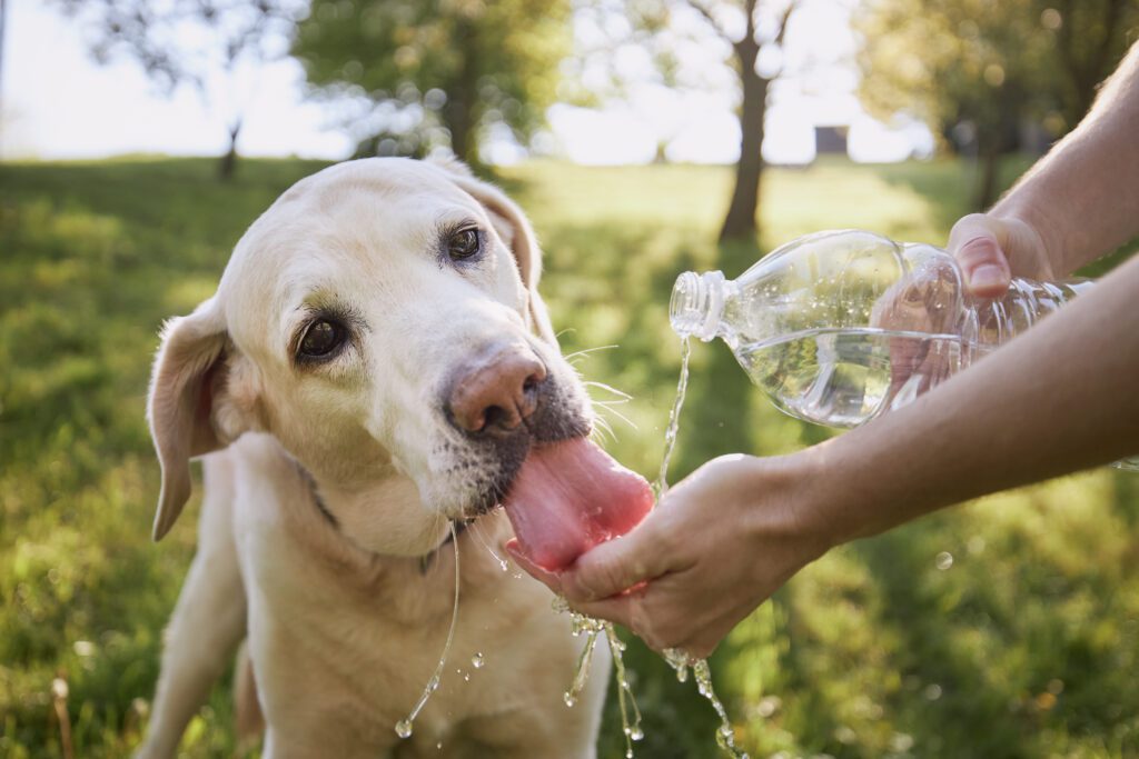 Emergency vet Kelowna care for dog dehydration