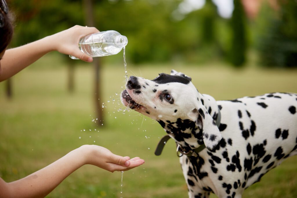 How to hydrate a dog safely at home