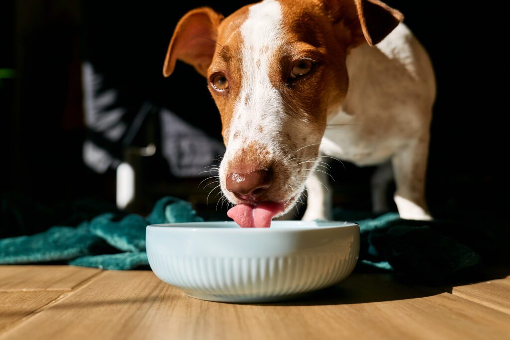 Dog drinking water after showing dog dehydration signs