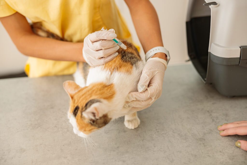 Cat vaccination appointment