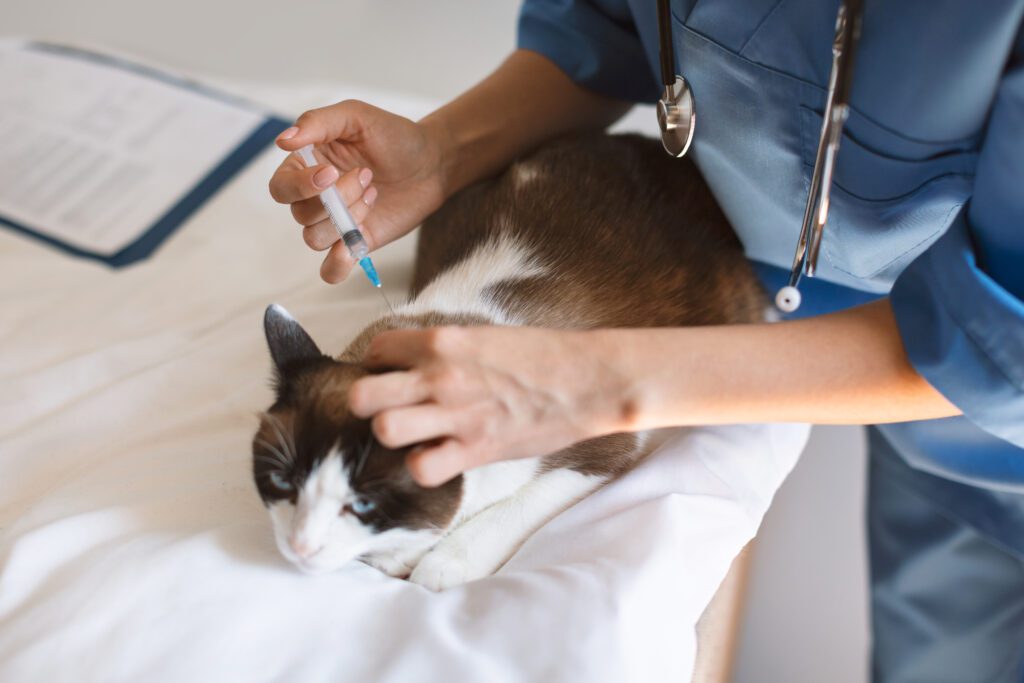 kitten vaccinations with West Kelowna vet