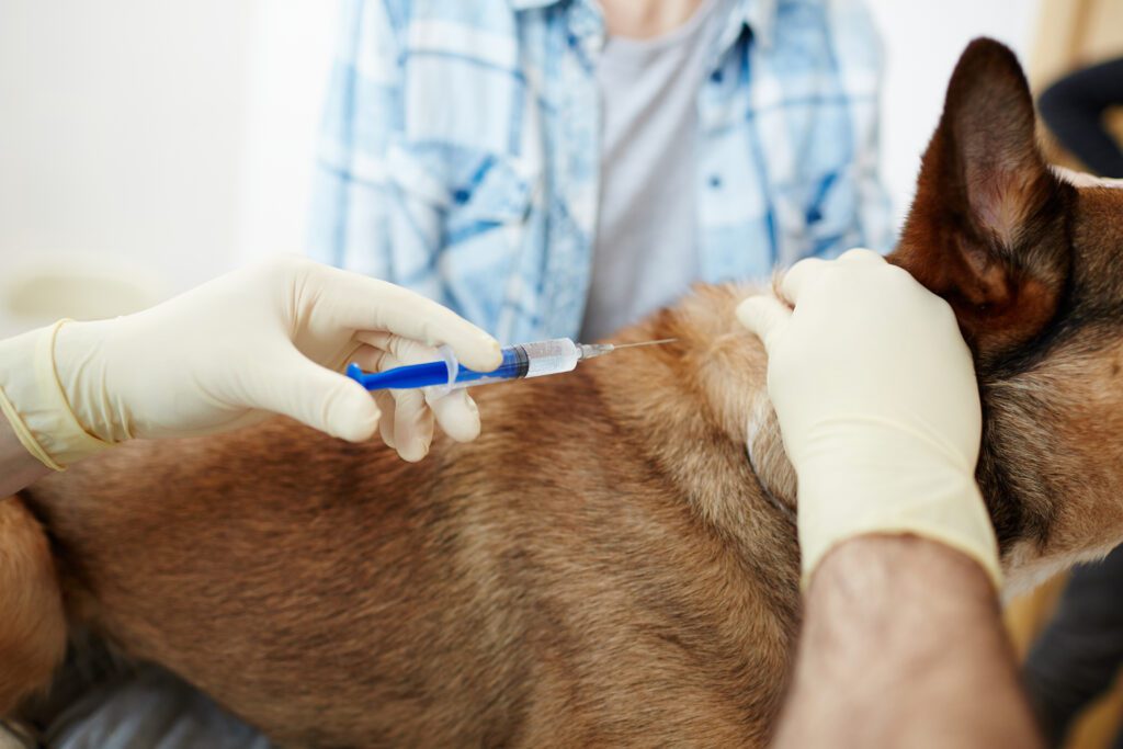 Dog vaccination with West Kelowna Vet