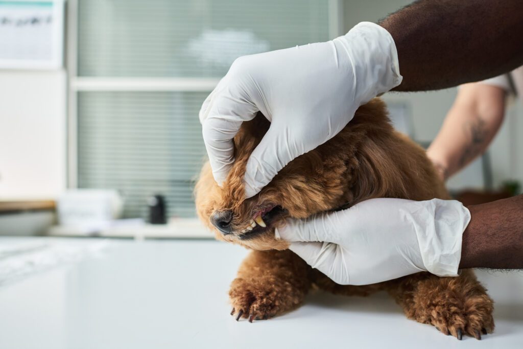 Professional Dog Dental Care from West Kelowna vet