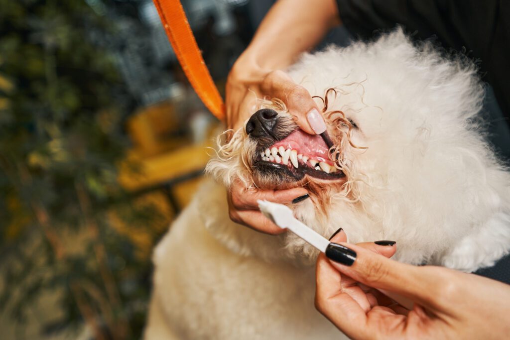 Dog Teeth and Gum Health