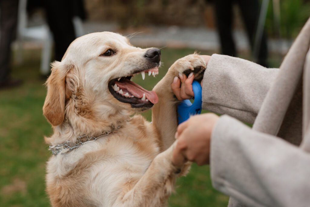 Dog healthy teeth and mouth 