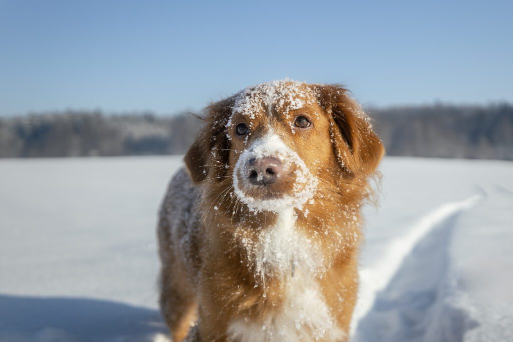 Snowfall and dog in Kelowna