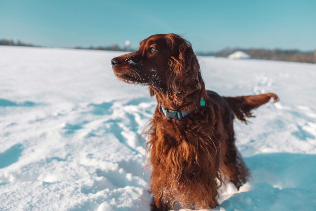 Dog and snow in Kelowna