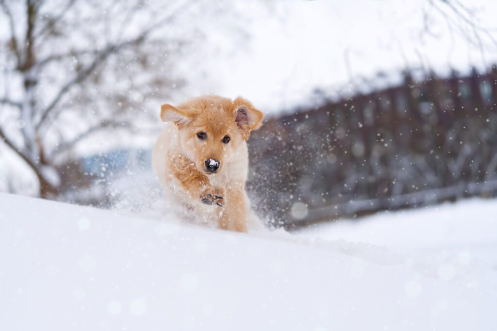 Puppy in first Kelowna winter