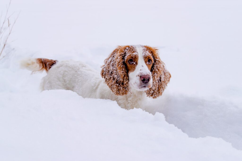 Dog in fresh snow at Kelowna park